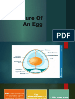 Structure of An Egg