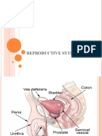 Reproductive System