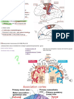 Brodmann (1909) : Classify Cerebral Area (52 Area) by Cytoarchitecture of Cortex