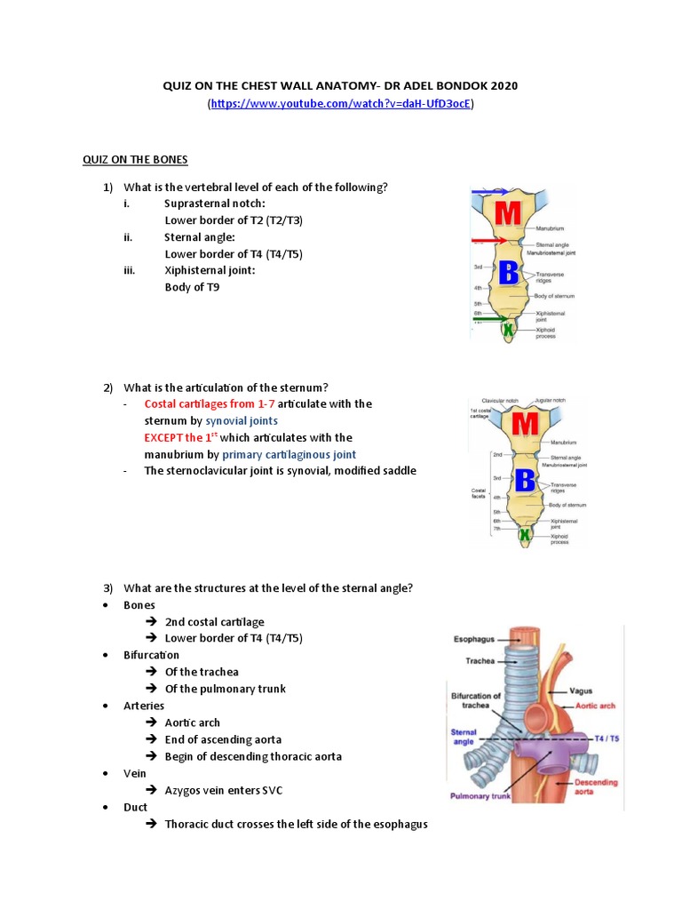 Quiz On The Chest Wall Pdf Esophagus Thorax