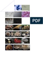 Literatur Fungi