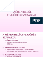 3_A_mehen_beluli_novekedes_szakaszai