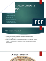 Diencephalon and Its Functions