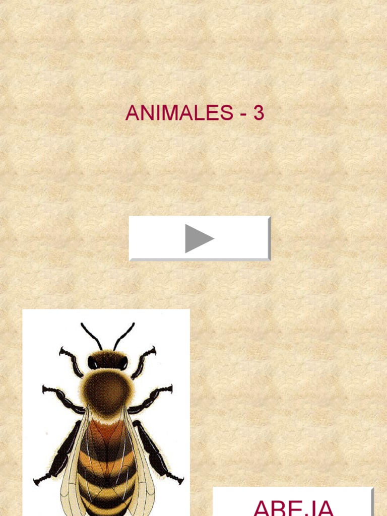 Animales 3 | PDF