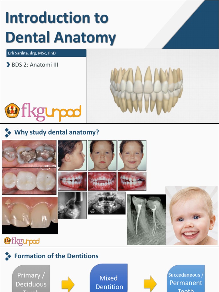 Junctions of Tooth Surfaces Explained | PDF | Dental Anatomy | Tooth
