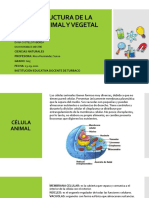 Estructura de La Celula Animal y Vegetal-Diapositiva
