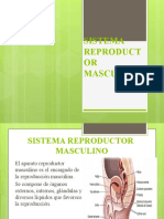 Diapositivas Del S R Masculino