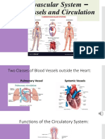 Cardiovascular System - Blood Vessels & Circulation Explained