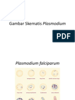 Gambar Skematis Plasmodium