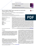 Sites of Reactive Oxygen Species Generation by Mitochondria Oxidizing Different Substrates