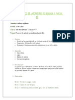 Proceso de Mitosis en Un Ápice de Cebolla.