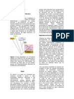 Algas Hongos y Protozoos