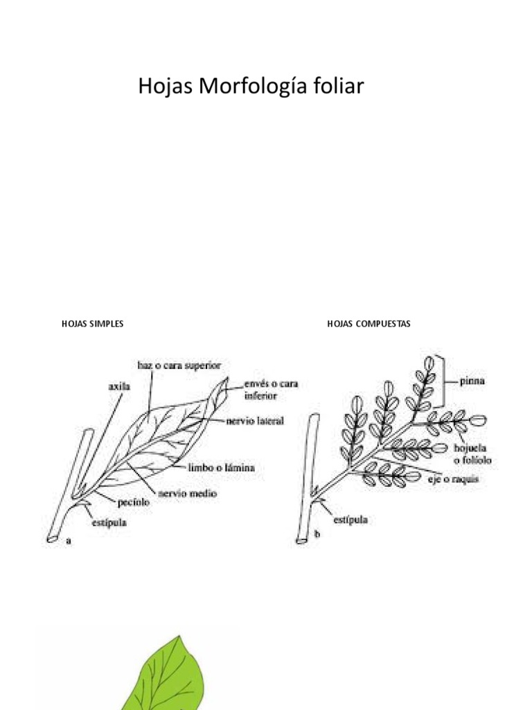 Hojas Modificadas PDF