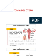 Anatomía del útero en