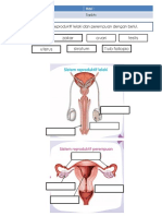PK Sistem Reproduktif Manusia