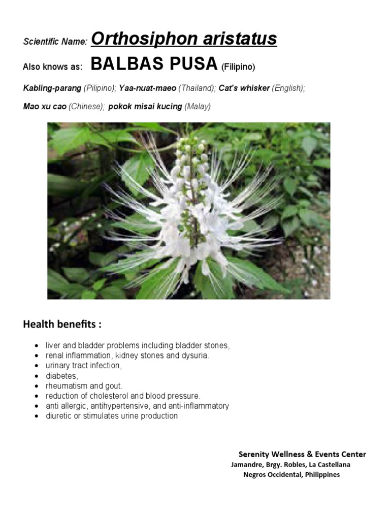 Balbas Pusa: Orthosiphon Aristatus | PDF
