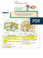 Célula Animal y Vegetal para Quinto Grado de Primaria