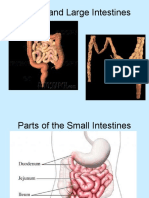 Small and Large Intestine Functions and Anatomy