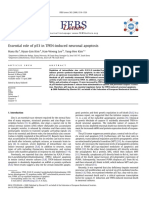 Essential Role of p53 in TPEN-induced Neuronal Apoptosis