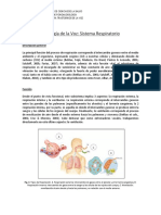 APUNTE 02 - Sistema Respiratorio