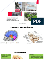 Anatomia 6