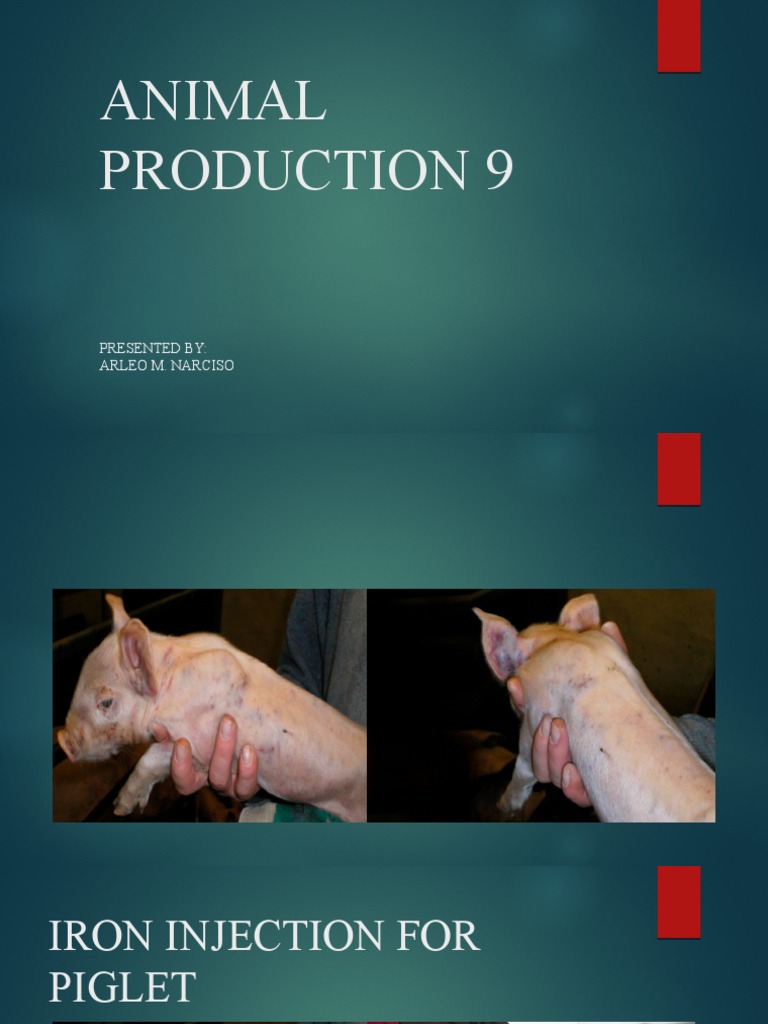 Iron Injection Guidelines for Piglets | PDF