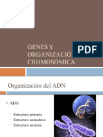 Genes y Organización Cromosómica