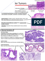 Bladder Tumors: Normal Anatomy