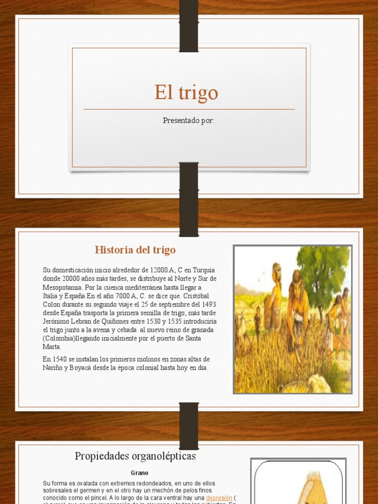 Taller Del Trigo | PDF | Trigo | Cereales