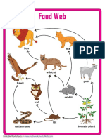 Food Web Chart