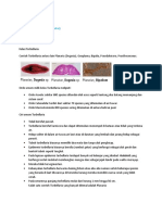 Turbellaria PDF