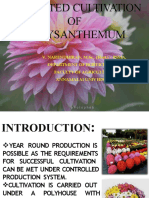 Chrysanthemum