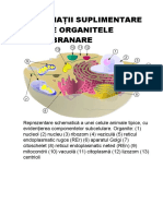 Informații Suplimentare Despre Organitele Bimembranare