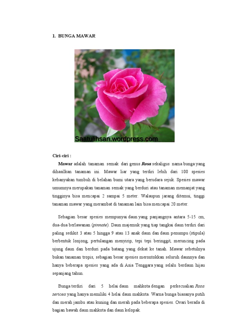 BUNGA MAWAR BUNGA MAWAR