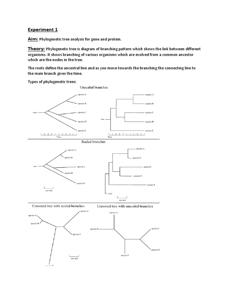 Phylogenetic Tree Analysis Protocol | PDF | Phylogenetic Tree | Genetics