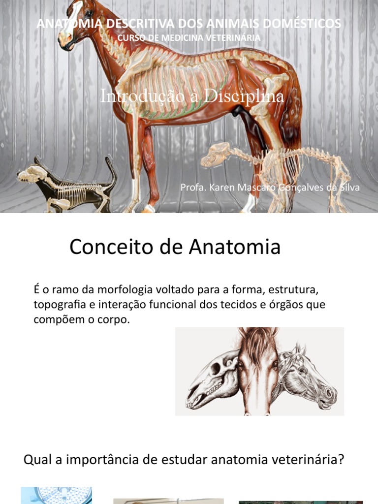 Anatomía visual data 2