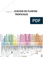 Identificacion de Plantas Tropicales V 2020