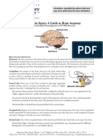 A Guide to Brain Anatomy