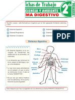 Sistema digestivo: órganos y proceso de digestión