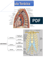 Jaula Toráccica