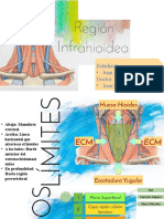 Anatomía del cuello: huesos y músculos superficiales