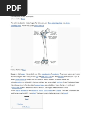 Bone