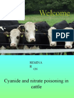 Cyanide and Nitrate Poisoing in Cattle