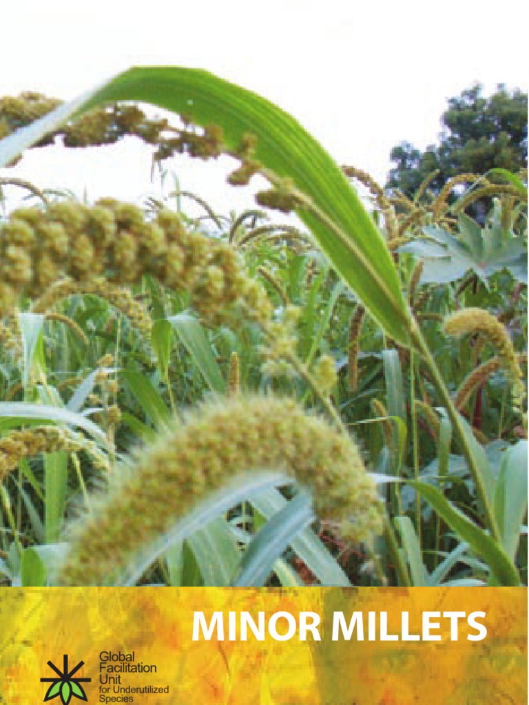 Minor Millets Agriculture