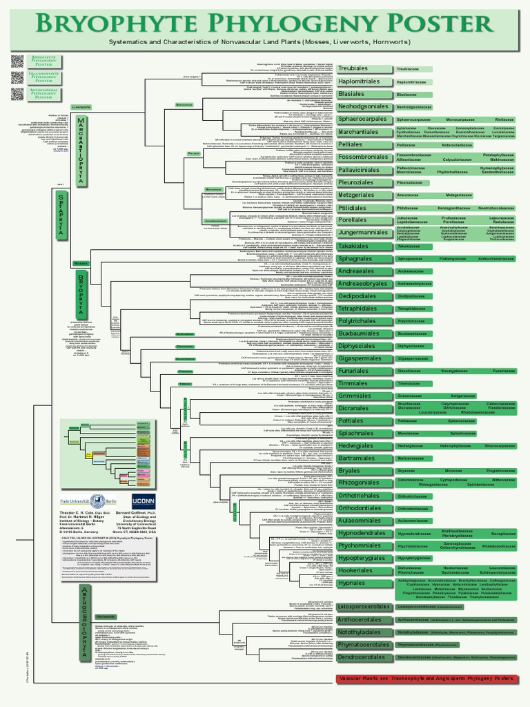 Bryophyte Phylogeny Poster (BPP) - Systematics and Characteristics of ...