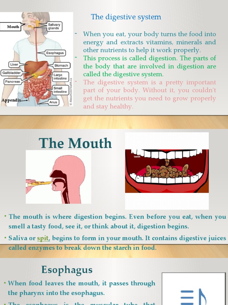 Digestive System Ppt2 | PDF | Human Digestive System | Digestion