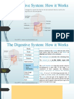 The Digestive System - How It Works