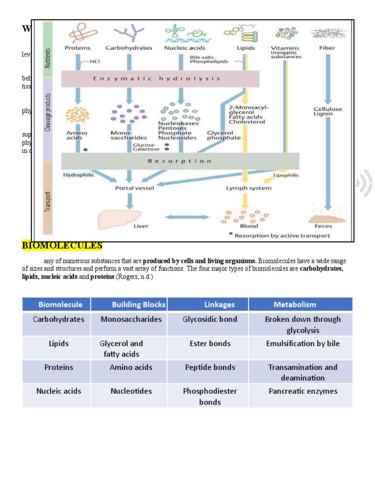Week 1 Introduction To Biochemistry FINAL | PDF | Chemical Reactions ...