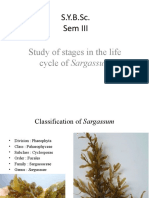 Study of Life Cycle of Sargassum