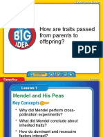 Mendel and His Peas